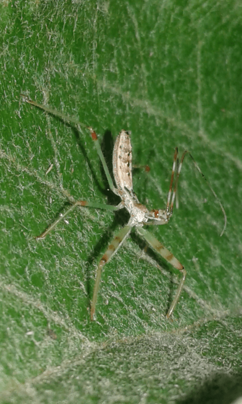 Reduviidae: Neanidi di Nagusta goedelii